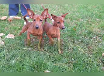 Edelzucht Zwergpinscherwelpen Weibchen such neues Zuhause