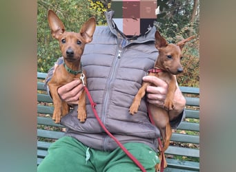 Reinrassige FCI (VDH)Zwergpinscherwelpen