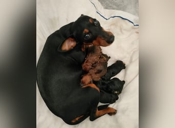 Reinrassige FCI (VDH)Zwergpinscherwelpen