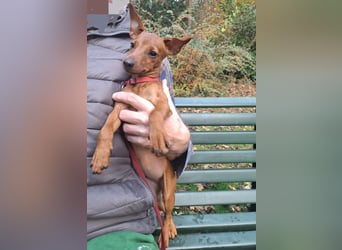 Edelzucht Zwergpinscherwelpen Weibchen such neues Zuhause