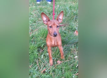 Reinrassige FCI (VDH)Zwergpinscherwelpen