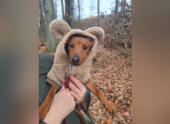 Reinrassige FCI (VDH)Zwergpinscherwelpen