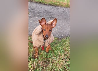 Reinrassige FCI (VDH)Zwergpinscherwelpen