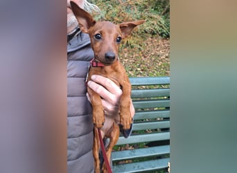 Edelzucht Zwergpinscherwelpen Weibchen such neues Zuhause