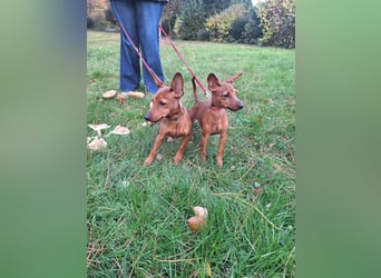 Reinrassige FCI (VDH)Zwergpinscherwelpen