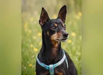 Lucio - ein freundlicher Begleiter