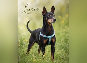 Lucio - ein freundlicher Begleiter