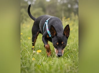 Lucio - ein freundlicher Begleiter