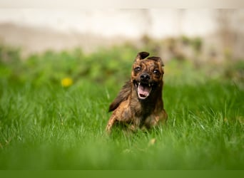 Darf Lio mit Ihnen auf große Abenteuer gehen?