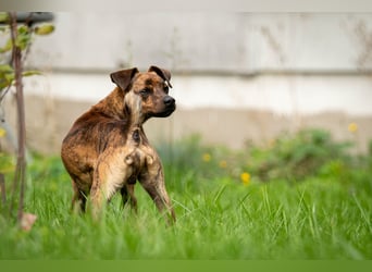 Darf Lio mit Ihnen auf große Abenteuer gehen?