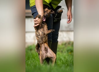 Darf Lio mit Ihnen auf große Abenteuer gehen?