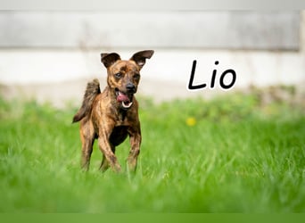 Darf Lio mit Ihnen auf große Abenteuer gehen?