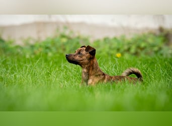 Darf Lio mit Ihnen auf große Abenteuer gehen?