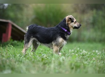 Lolek - mit 8 Kilo durch dick und dünn