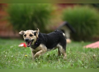 Lolek - mit 8 Kilo durch dick und dünn