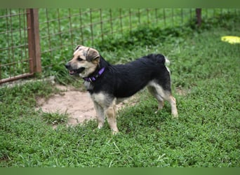 Lolek - mit 8 Kilo durch dick und dünn