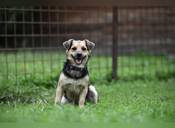 Lolek - mit 8 Kilo durch dick und dünn