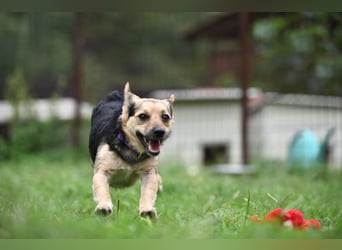 Lolek - mit 8 Kilo durch dick und dünn