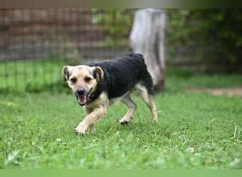 Lolek - mit 8 Kilo durch dick und dünn