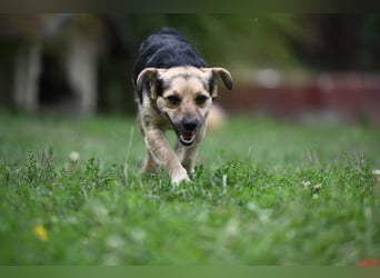 Lolek - mit 8 Kilo durch dick und dünn