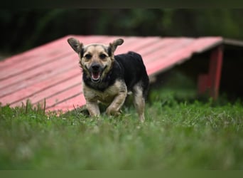 Lolek - mit 8 Kilo durch dick und dünn