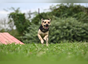 Lolek - mit 8 Kilo durch dick und dünn