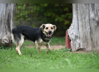 Lolek - mit 8 Kilo durch dick und dünn