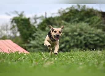 Lolek - mit 8 Kilo durch dick und dünn