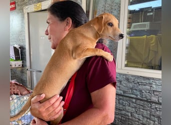 Tilly: 4 Pfötchen wollen dich begleiten