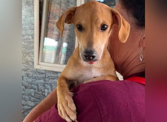 Tilly: 4 Pfötchen wollen dich begleiten