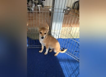 Tilly: 4 Pfötchen wollen dich begleiten