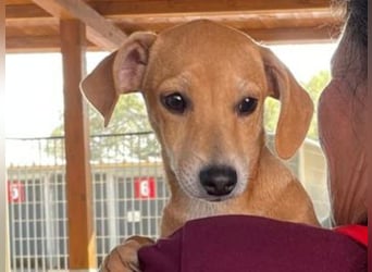 Tilly: 4 Pfötchen wollen dich begleiten