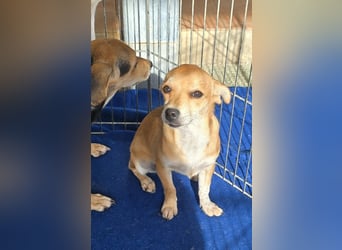 Tilly: 4 Pfötchen wollen dich begleiten