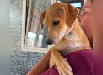 Tilly: 4 Pfötchen wollen dich begleiten