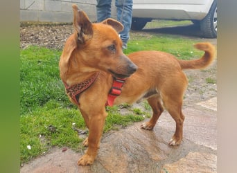 Mogli, kleiner Pinscher Mix Rüde