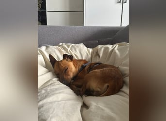 Mogli, kleiner Pinscher Mix Rüde