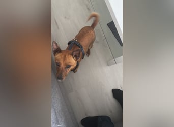 Mogli, kleiner Pinscher Mix Rüde