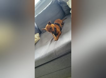 Mogli, kleiner Pinscher Mix Rüde