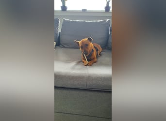 Mogli, kleiner Pinscher Mix Rüde