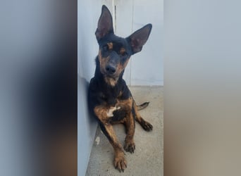 ROBIN ❤️ kleiner Herzensbrecher, Kevelaer