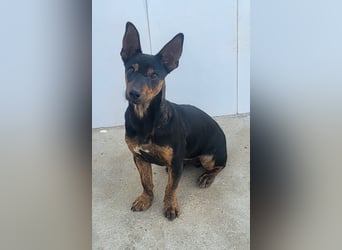 ROBIN ❤️ kleiner Herzensbrecher, Kevelaer