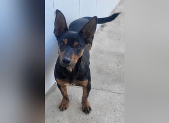 ROBIN ❤️ kleiner Herzensbrecher, Kevelaer