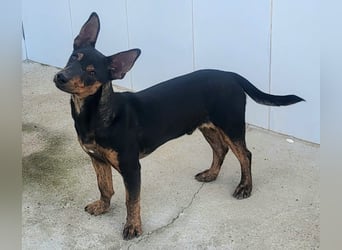 ROBIN ❤️ kleiner Herzensbrecher, Kevelaer