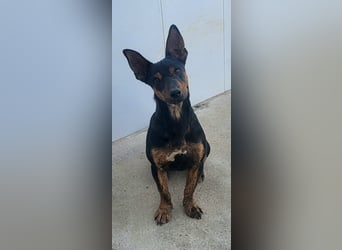 ROBIN ❤️ kleiner Herzensbrecher, Kevelaer