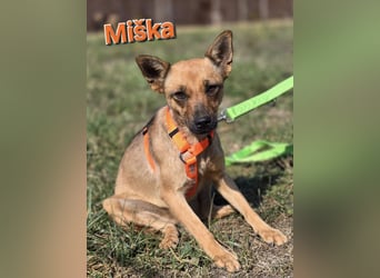 ❤️ Miška