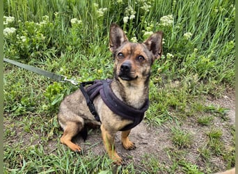 Gina sucht ein verständnisvolles Zuhause