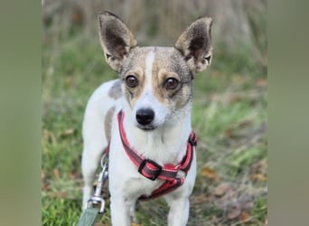 Zarte Lori sucht ihre Menschen