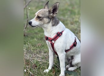 Zarte Lori sucht ihre Menschen