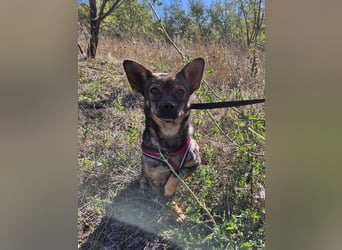 Gina sucht ein verständnisvolles Zuhause