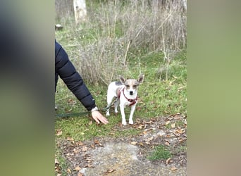 Zarte Lori sucht ihre Menschen